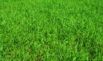 Fresh green backyard