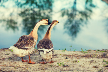 Two gooses walking on the lake shore