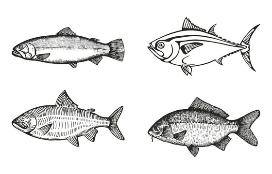 fish of the sea and river set sketch vector