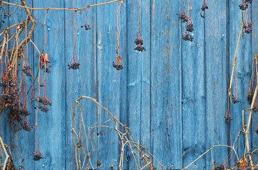 Old wooden wall painted in navy blue. With stale brown branches and dry grapes. Retro styled surface. Natural background.