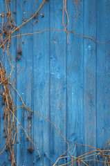 Old wooden wall painted in navy blue. With stale brown branches and dry grapes. Retro styled surface. Natural background.