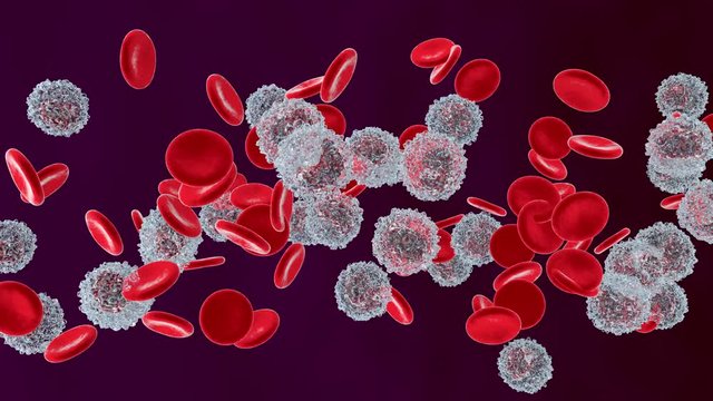 anatomically correct Erythrocytes and Monocyte cells flowing in the blood stream.