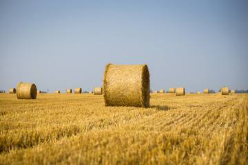 Fototapeta na wymiar Rolls of haystacks on the field. Summer farm scenery with haystack on the Background of beautiful sunset. Agriculture Concept.Harvest concept