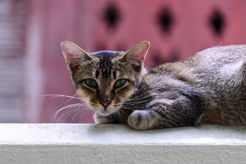 Cute cat looking forward from top building.