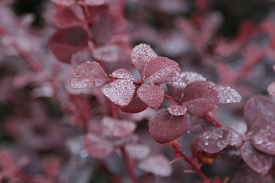 Berberis thum. Bagatelle 
