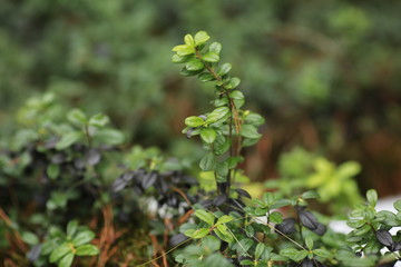 Заросли брусничника