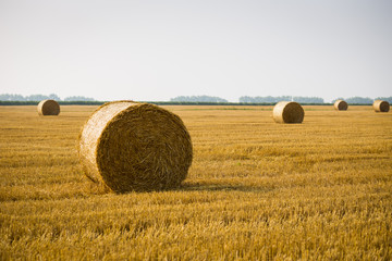 Rolls of haystacks on the field. Summer farm scenery with haystack on the Background of beautiful sunset. Agriculture Concept.Harvest concept