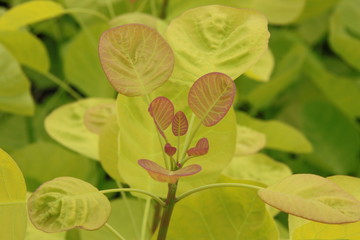 Cotinus coggygria Golden Spirit 3