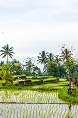 balinese rice field early morning 