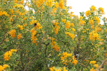 Hornet on yellow flower