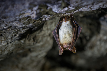 Greater mouse-eared bat (Myotis myotis) - obrazy, fototapety, plakaty
