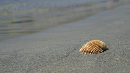 Shell on the beach