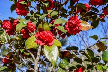 Obraz premium Red flowering blooms on tree in Springtime