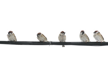 many small birds Sparrow sitting on wires against a white isolated sky