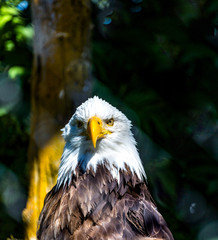 Bald Eagle Looking