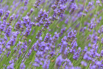 lavender flower field in summer