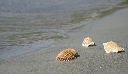  Shell on the beach
