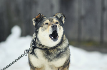 funny brown dog barks loudly wide open mouth on the chain