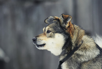 portrait of a cute brown puppy in profile