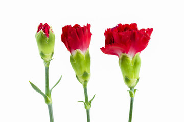 beautiful dianthus flower isolated on white background