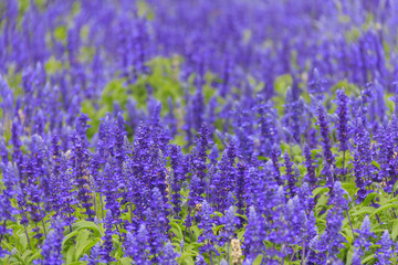lavender flower field in summer