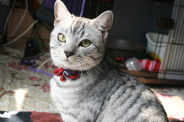 蝶ネクタイをつけた猫