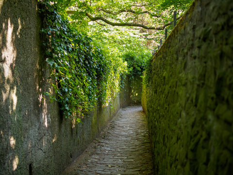 View of the vine and moss-covered walls of the Schlangenweg, also known as the winding path, with nobody during daytime. Travel and architecture concept.