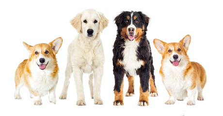 set dogs on a white background