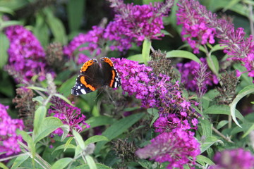 Buddleja Black Knight mit Schmetterling