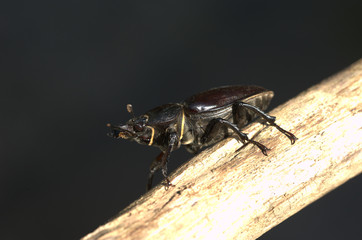 Hirschkäfer Weiblich