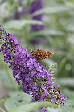 Buddleja davidii Nanho blue B&uuml;te mit Schmetterling
