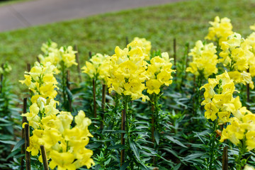 Snapdragon flowers in garden