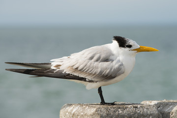Royal Tern