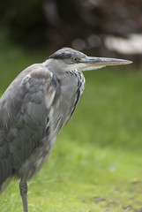 The grey heron (Ardea cinerea)