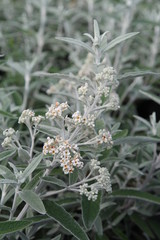 Buddleja Silberbl&uuml;te