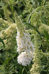 Buddleja White Profusion 2