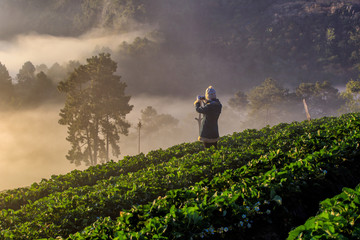 Asian traveler take a photo misty morning sunrise in strawberry garden, View of Morning Mist at doi angkhang Mountain, Chiang Mai, Thailand