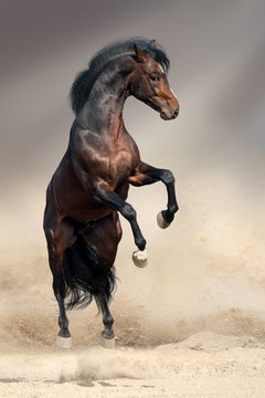 Bay horse rearing up in desert dust