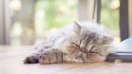 gray striped Persian cat sleeping on a desk, soft focus. © supaleka