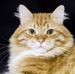 adorable cat of siberian breed, red version