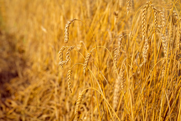 Gold wheat field