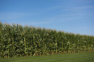 Corn Field with Blue Sky