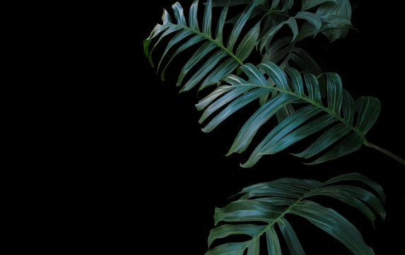 Fototapeta Green leaves of Monstera plant growing in wild, the tropical forest plant, evergreen vine on black background.