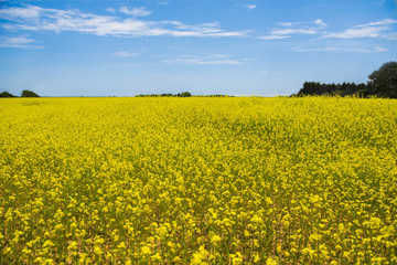 Fototapeta premium Yellow flowers on a Field with Blue Sky
