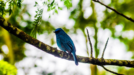 RARE BIRD