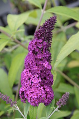 Buddleija Queen Bl&uuml;te