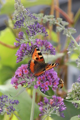 Buddleia zweifarbig mit Schmetterling 