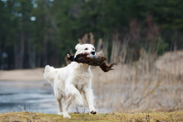 golden retriever dog carrying a pheasant