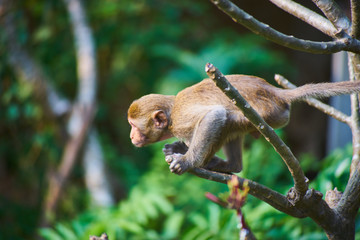 this image is about thai monkey