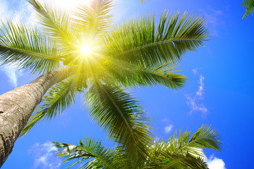 Fototapeta na wymiar Beautiful tropical sunshine with palm tree and sun.